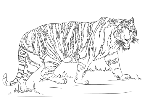 Walking Tiger  Coloring Page